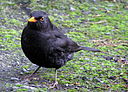 Male blackbird-b