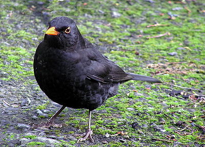 Male blackbird