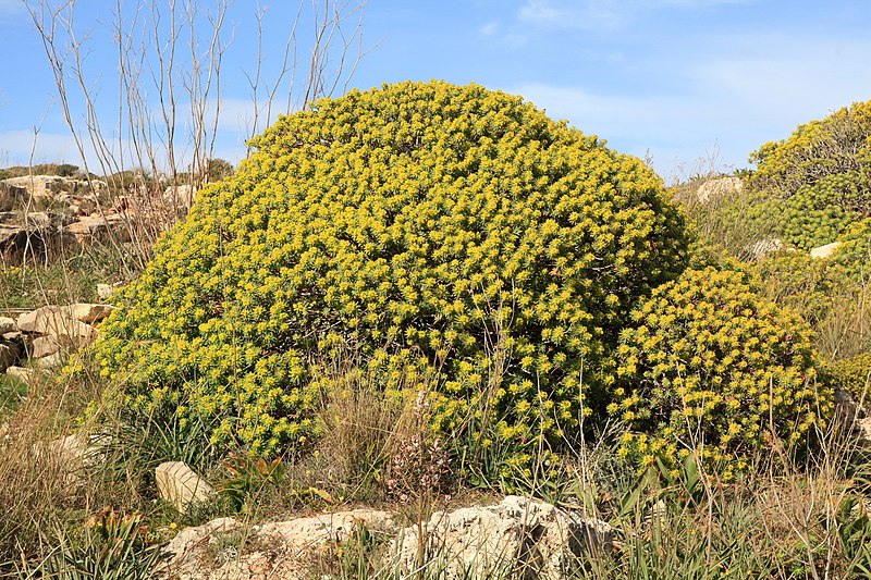 File:Malta - Qrendi - Hagar Qim and Mnajdra Archaeological Park - Euphorbia dendroides 03 ies.jpg