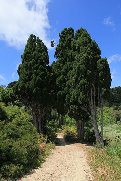 File:Malta - Siggiewi - Triq il-Buskett - Buskett Gardens 42 ies.jpg