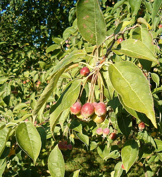 File:Malus sikkimensis HabitusFruitsLeavesFall BotGardBln0906c.jpg