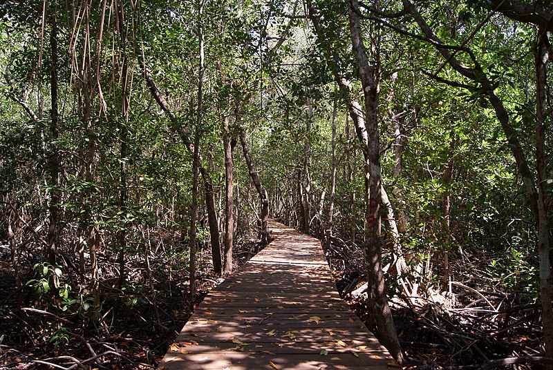 File:Mangrove forest Karimun Jawa.JPG