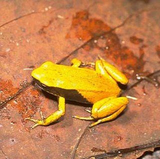 <span class="mw-page-title-main">Yellow mantella</span> Species of frog