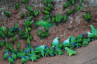 Papagaji pri lizanju gline v narodnem parku Yasuni v Ekvadorju