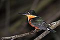 Martín Pescador Enano, Kingfisher Pygmy American, Chloroceryle aenea (23387880543) .jpg