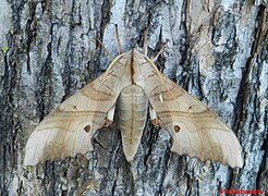 Marumba sperchius, Хехцир, окрестности Хабаровска, ♂