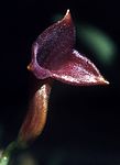 Masdevallia angulifera Orchi 101.jpg