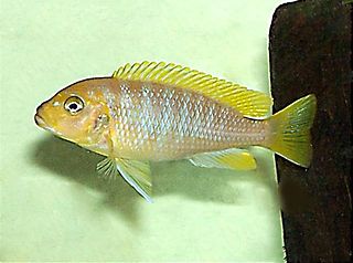 <i>Maylandia hajomaylandi</i> Species of fish