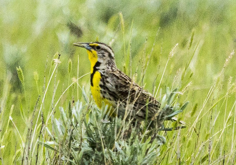 File:Meadowlark at Grassland (14414091010).jpg