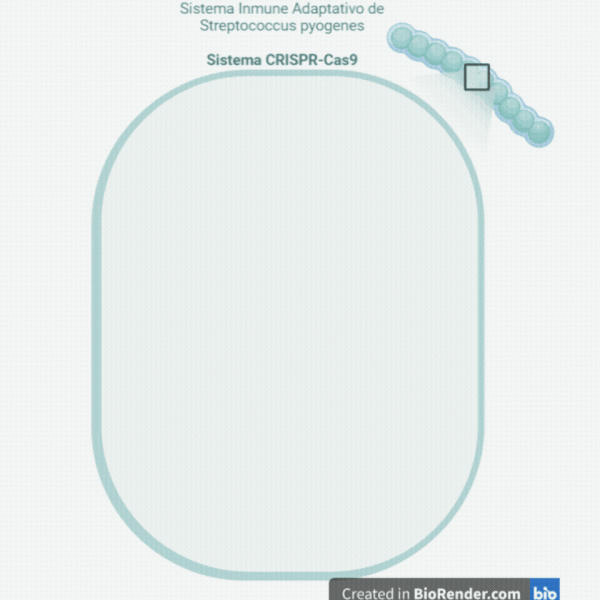 File:Mecanismo CRISPR-Cas9 de Streptococcus pyogenes.gif