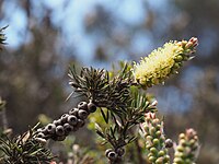 Melaleuca pityoides