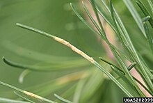 Aecia op Larix laricina