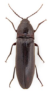 <i>Melanotus castanipes</i> Species of beetle