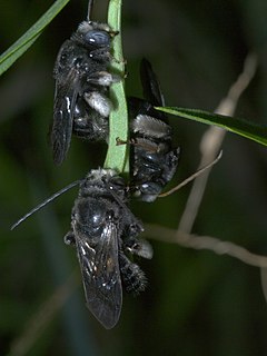 <i>Melissodes bimaculatus</i> Species of bee