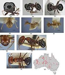 Melophorus wheeleri