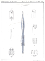 Thumbnail for Sparicotyle chrysophrii