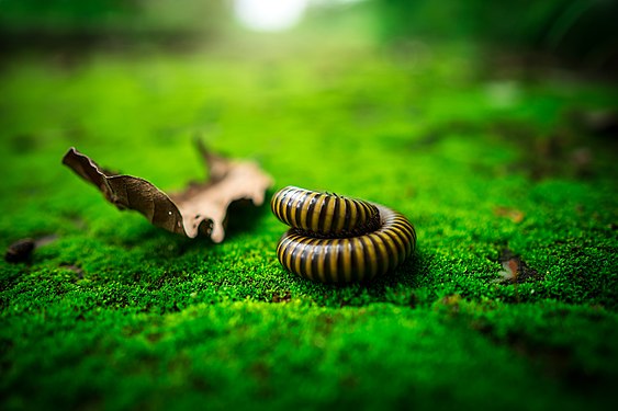 A millipede in Phu Kao–Phu Phan Kham National Park, by User:Millipede