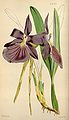 Miltonia spectabilis (as syn. Miltonia spectabilis var. purpureo-violacea) plate 4425 in: Curtis's Bot. Magazine (Orchidaceae), vol. 75, (1849)