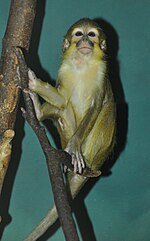 Miniatura per Talapoin del Gabon