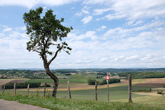 Mirabellier sur la colline du Léomont