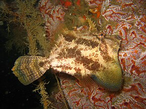 Beschrijving van de Monacanthus chinensis.jpg afbeelding.