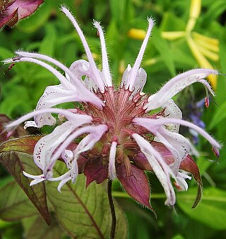 <i>Monarda bradburiana</i> Species of flowering plant