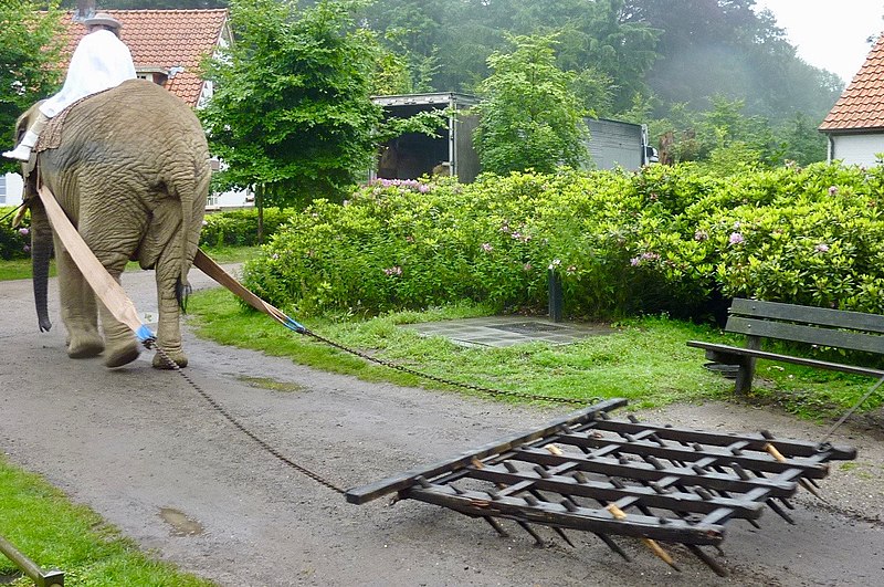 File:Moniek Toebosch on an elephant pulling a harrow.jpg