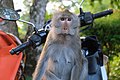 * Nomination: Monkey on a scooter, Kai Bae viewpoint, Koh Chang. --Kallerna 08:11, 9 March 2020 (UTC) * * Review needed