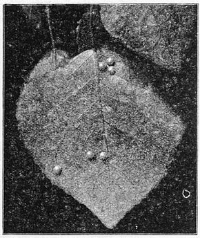 Fig. 17.Eggs of Poplar Hawk-moth.