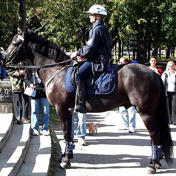 A horse equipped with a saddle for mounted police.