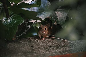 Mouse in Cham.jpg