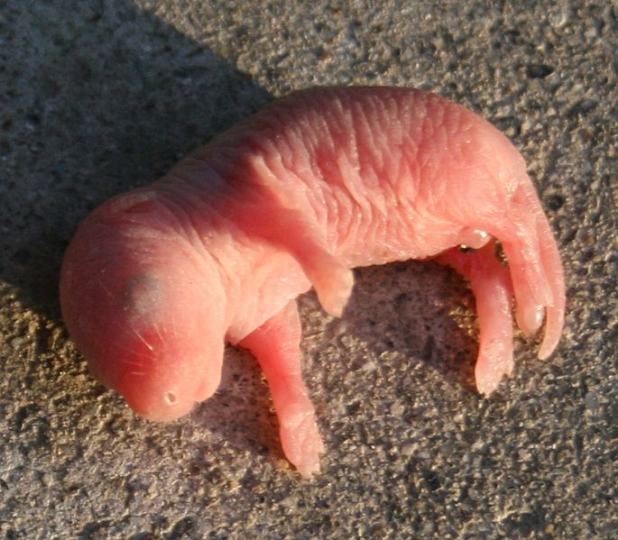 File:Muridae baby.JPG