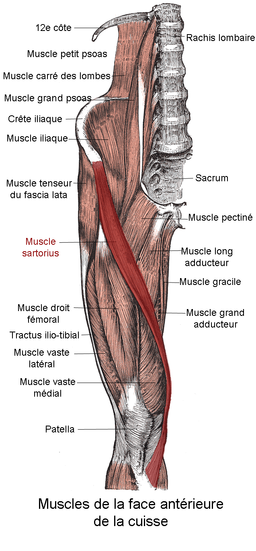 Muscle sartorius