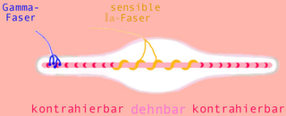 Muskelspindeln sind Sinnesorga