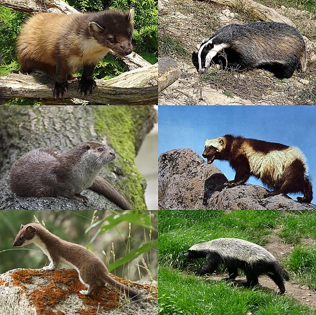 Mustelidae - Wikipedia