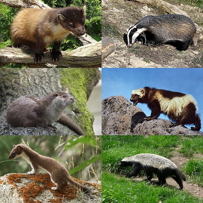 Keystone species - Wikipedia