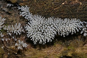 Ceratiomyxa fruticulosa