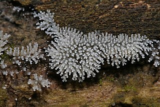 Fortune Salaire Mensuel de Ceratiomyxa Fruticulosa Combien gagne t il d argent ? 2 745,00 euros mensuels