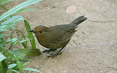 ♀ Myophonus blighi