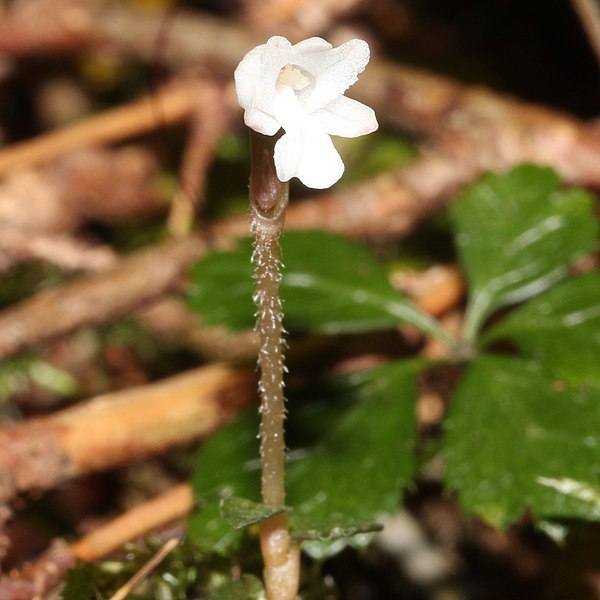 File:Myrmechis japonica (flower s5).JPG