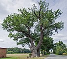 Naturdenkmal in Thune [D]