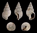 * Nomination Shell of a Pliocene gastropod, Nassarius reticosus --Llez 04:39, 19 June 2012 (UTC) * Promotion Good quality. --JDP90 06:06, 19 June 2012 (UTC)