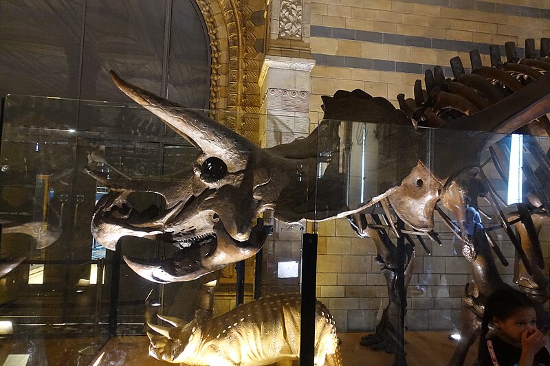 File:Natural History Museum (10).jpg