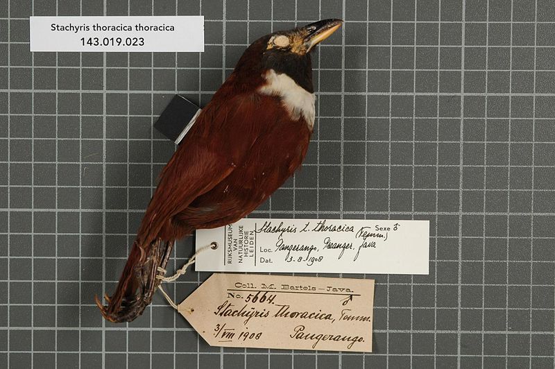 File:Naturalis Biodiversity Center - RMNH.AVES.64327 1 - Stachyris thoracica thoracica (Temminck, 1821) - Timaliidae - bird skin specimen.jpeg