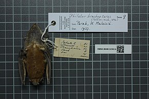 Описание изображения Центр биоразнообразия Naturalis - RMNH.MAM.32382.b пт - Philetor brachypterus - skin.jpeg.