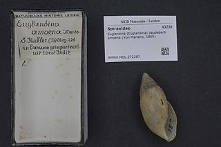 <i>Euglandina daudebarti</i> Species of gastropod