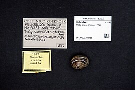 Naturalis Biodiversity Center - ZMA.MOLL.399758 - Theba pisana (Müller, 1774) - Helicidae - Mollusc shell.jpeg