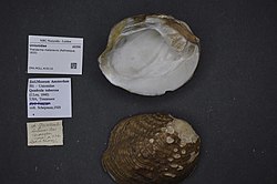 Naturalis Biodiversity Center - ZMA.MOLL.419110 - Theliderma metanevra (Rafinesque, 1820) - Unionidae - Mollusc shell.jpeg