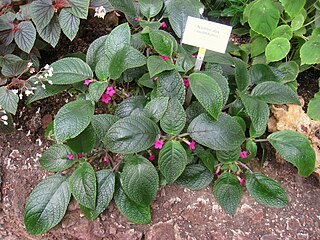 <i>Nautilocalyx</i> Genus of flowering plants