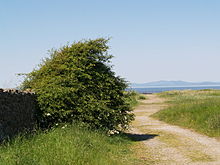 The track leading to the beach near Mawbray Yard, in the civil parish of Holme St. Cuthbert in the Solway Coast AONB.